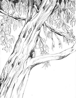 311x400 Eucalyptus Trees Take Root In California - Eucalyptus Sketch