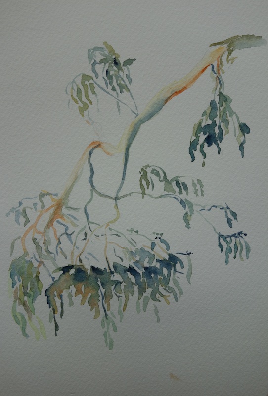 542x800 Eucalyptus Branch Sketch Step, Skip, Pause - Eucalyptus Sketch