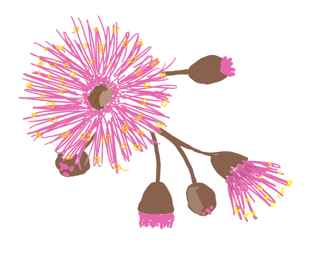 1026x844 Eucalyptus Sketch - Eucalyptus Sketch