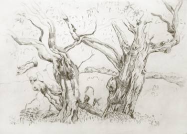 375x268 Eucalyptus Tree Drawing By Peter Menne Saatchi Art - Eucalyptus Sketch