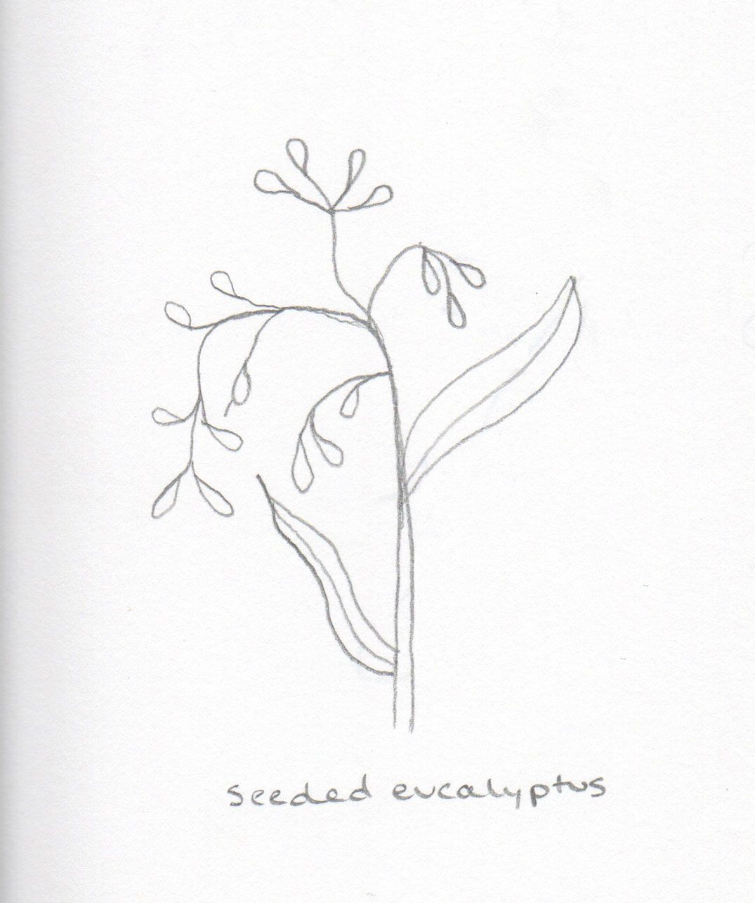 1075x1285 Image Result For Eucalyptus Sketch {Clean} - Eucalyptus Sketch
