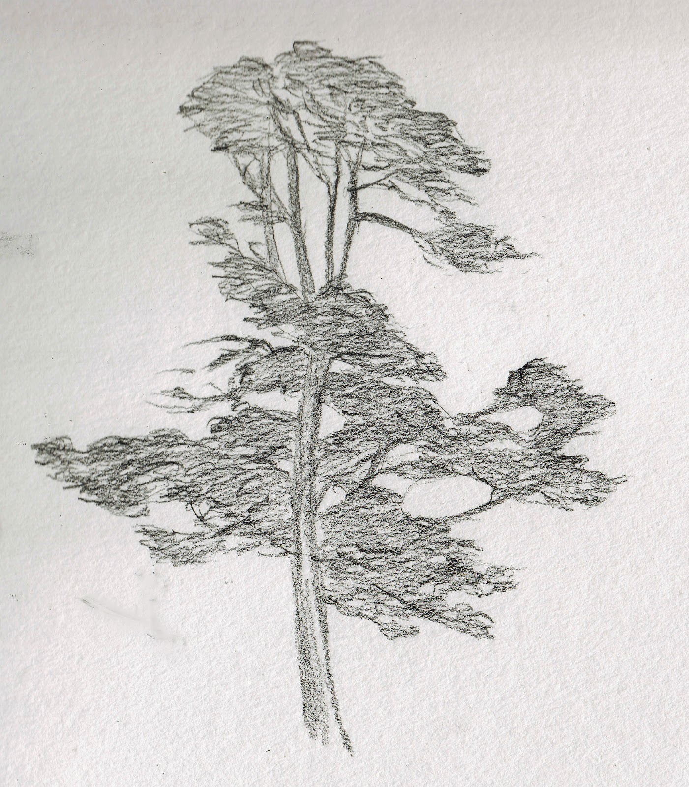 1401x1600 Katherine Kean Fine Art Storm, Eucalyptus Tree Sketch - Eucalyptus Sketch
