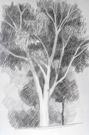 375x568 Morning Eucalyptus Drawing By Elena Kos Saatchi Art - Eucalyptus Sketch