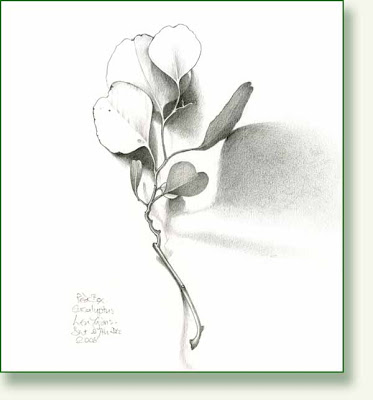 373x400 Pencil And Leaf December 2008 - Eucalyptus Sketch