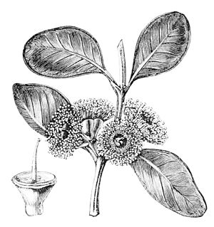 300x319 Popular Science Monthlyvolume 12april 1878the Eucalyptus In The - Eucalyptus Sketch