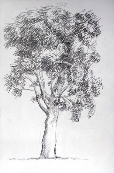 375x568 Saatchi Art Windy Eucalyptus. Drawing By Elena Kos - Eucalyptus Sketch