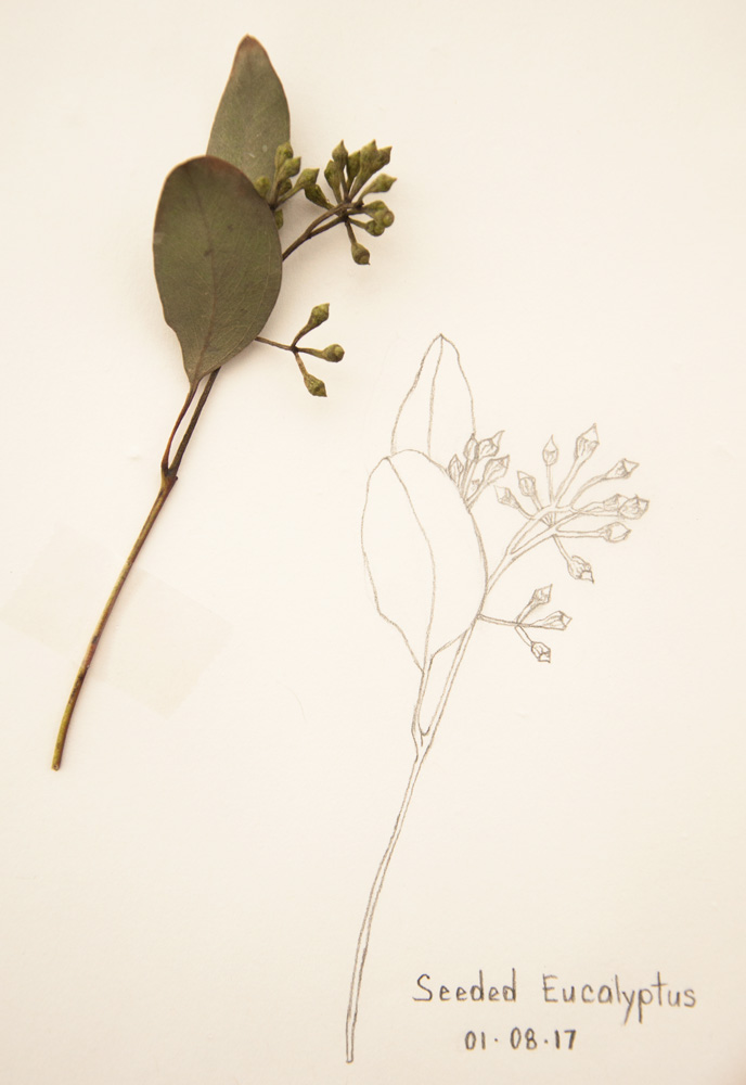 688x1000 Seeded Eucalyptus Sketch Amp New Studio Space - Eucalyptus Sketch