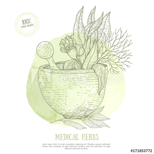500x500 Sketch Mortar With Fresh Herbs Eucalyptus Isolated On Green - Eucalyptus Sketch