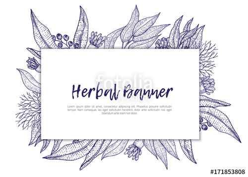 500x357 Sketch Herbal Banner With Eucalyptus Isolated On White Background - Eucalyptus Sketch