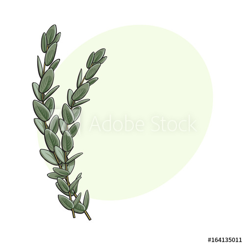 500x500 Two Beautiful Eucalyptus Twig, Branch Decoration Elements, Sketch - Eucalyptus Sketch