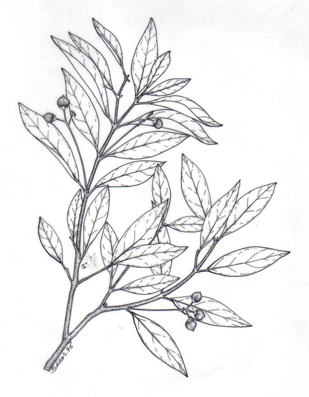 1044x1338 Eucalyptus Drawing - Eucalyptus Sketch