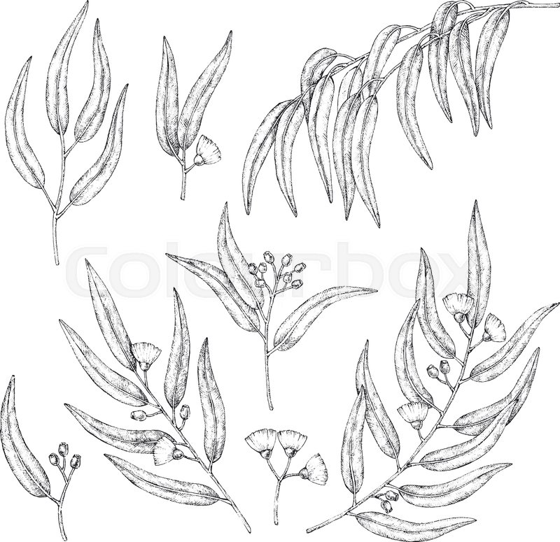 800x775 Collection Of Eucalyptus Branches. Vector Sketch Illustration - Eucalyptus Sketch