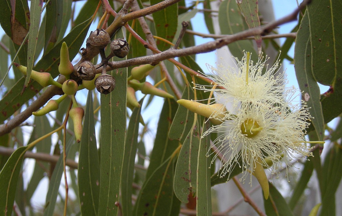 1200x760 Eucalyptus - Eucalyptus Tree Sketch