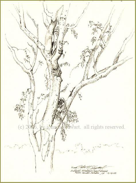 Eucalyptus Tree Drawing