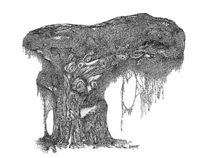 300x228 Eucalyptus Tree Drawings Fine Art America - Eucalyptus Tree Sketch