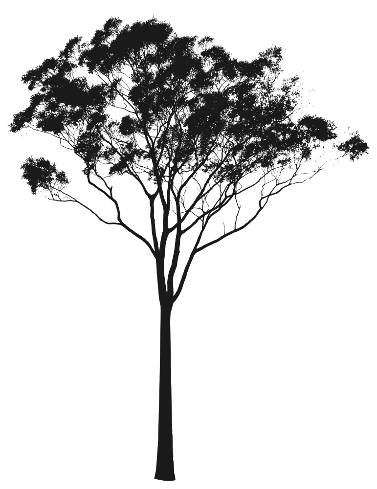 771x1000 Eucalyptus Or Gum Tree Silhouette Australia Tattoos And Art - Eucalyptus Tree Sketch