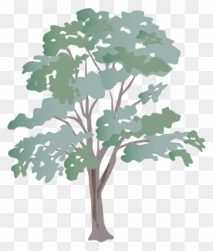 300x353 28 Collection Of Zun Drawing Style - Eucalyptus Tree Sketch