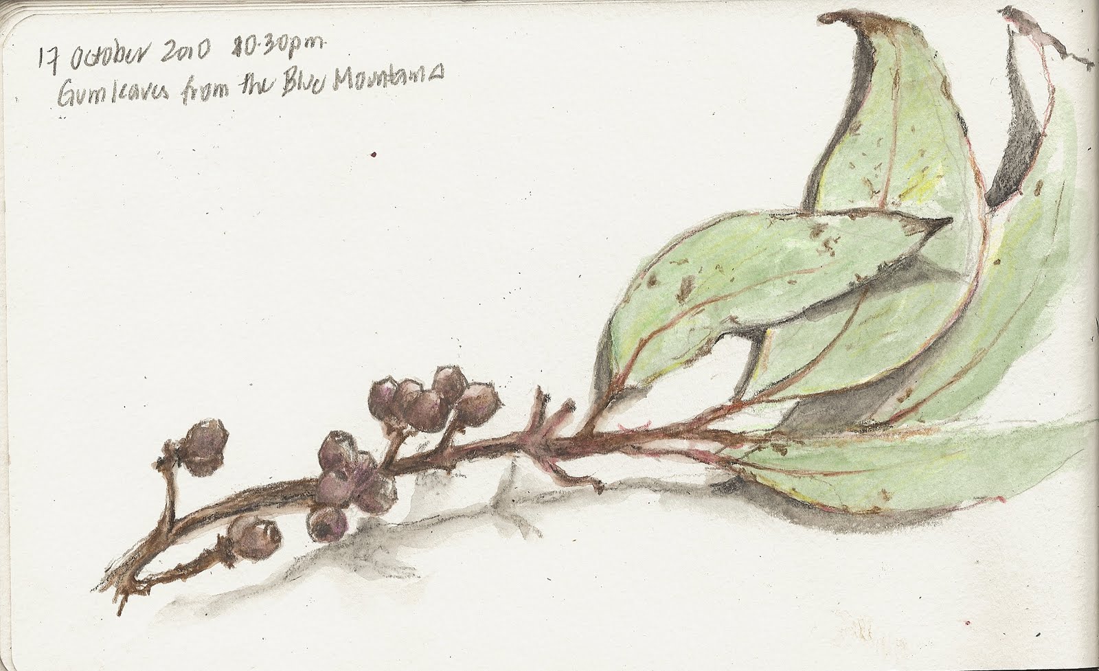 1600x977 Sketching In Nature Gum Nuts And Leaves - Eucalyptus Tree Sketch