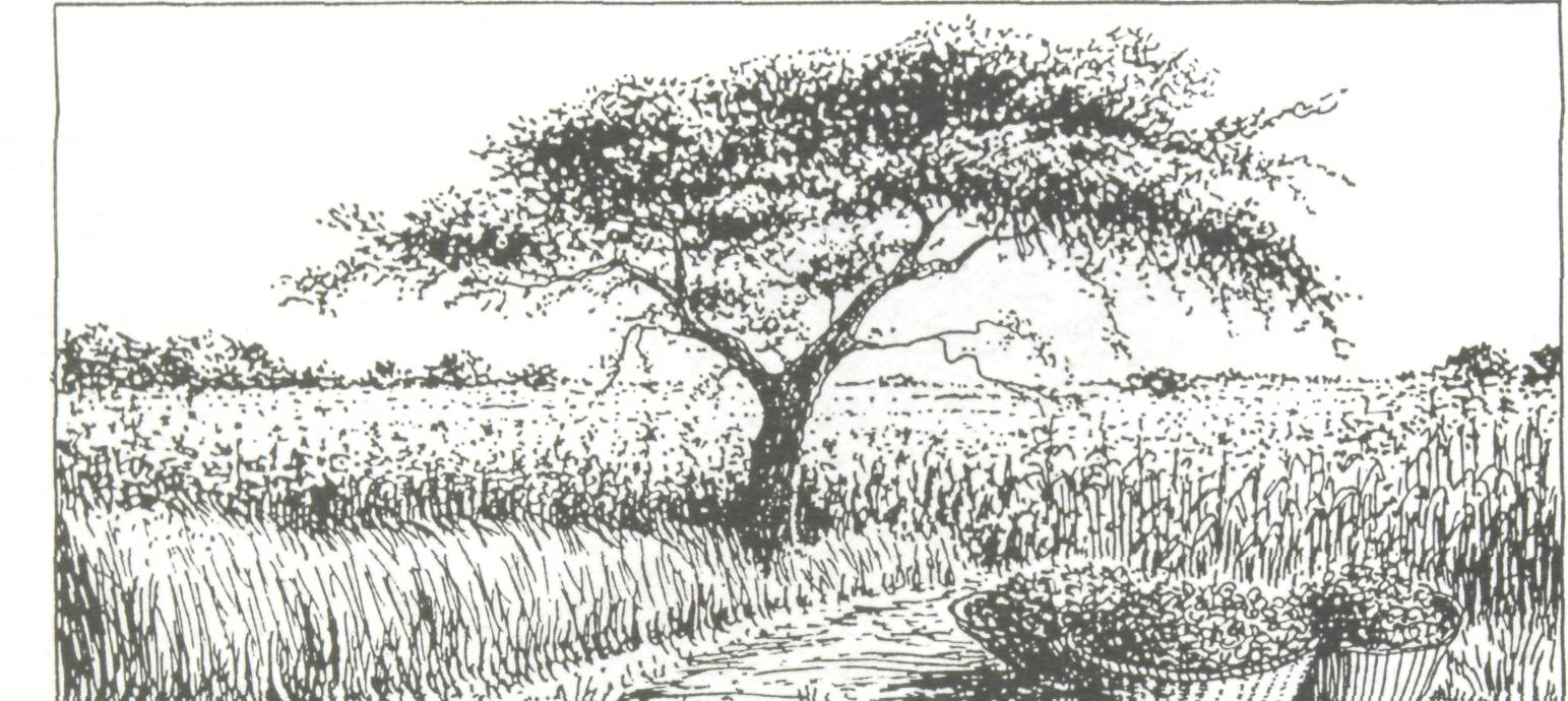 1543x690 7.2 Criteria For A Good Agroforestry Tree - Eucalyptus Tree Sketch