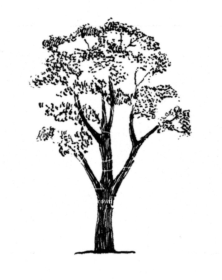 713x900 Gum Tree Silhouette - Eucalyptus Tree Sketch