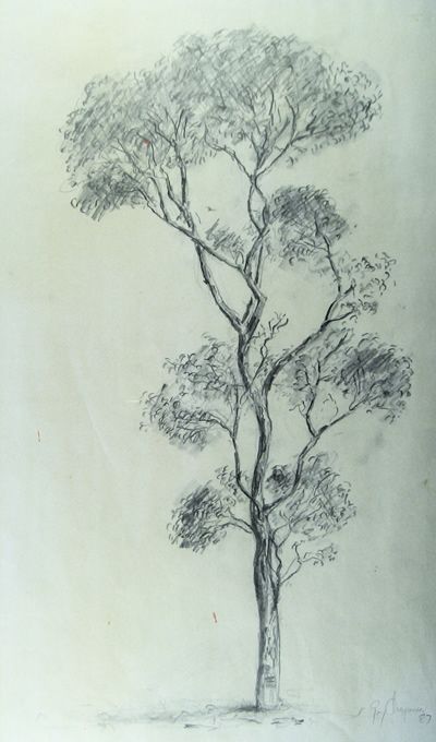 400x680 How To Draw Gum Trees - Eucalyptus Tree Sketch