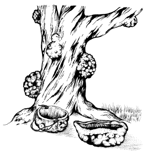 299x320 Aboriginal Plant Use In Se Australia - Eucalyptus Tree Sketch