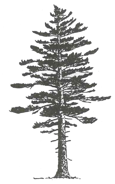 392x624 Monthly Evergreen Giving Program - Evergreen Sketch