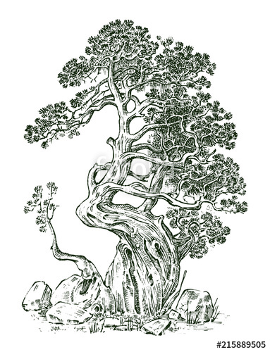 383x500 Pine Tree Or Evergreen Juniper, Cypress Isolated Object.engraved - Evergreen Sketch