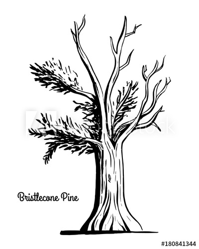 400x500 Vector Sketch Illustration. Black Silhouette Of Western - Evergreen Sketch