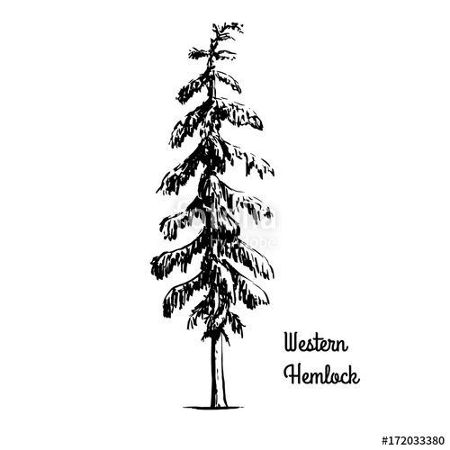 500x500 Vector Sketch Illustration. Black Silhouette Of Western Hemlock - Evergreen Sketch