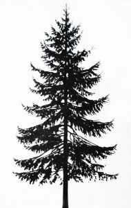 190x300 Evergreen Trees Drawing - Evergreen Sketch