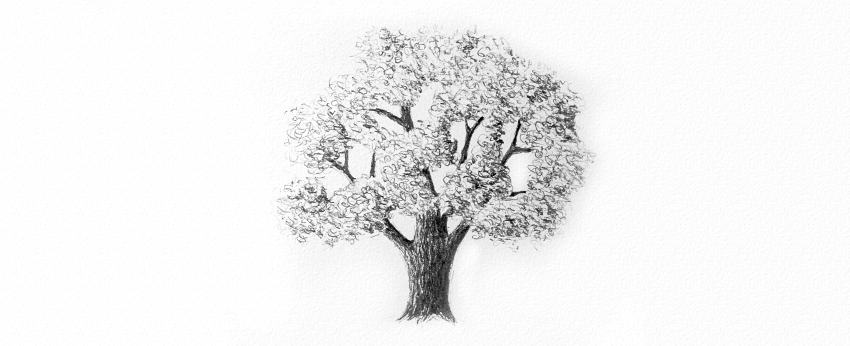 850x346 How To Draw Trees - Evergreen Tree Sketch