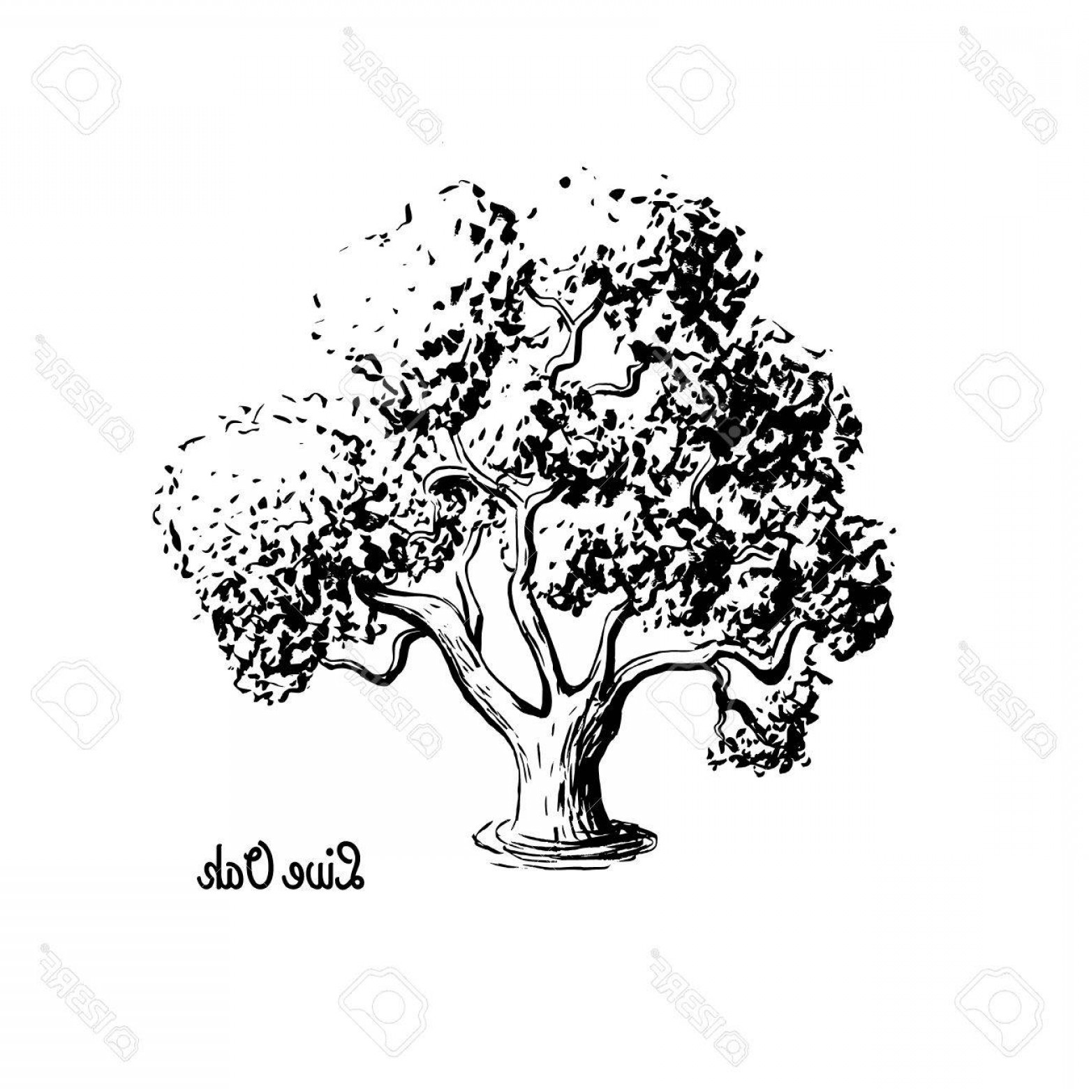 1560x1560 Photostock Vector Vector Sketch Illustration Of Live Oak Black - Evergreen Tree Sketch