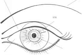275x186 The Eyes - Eyelid Sketch