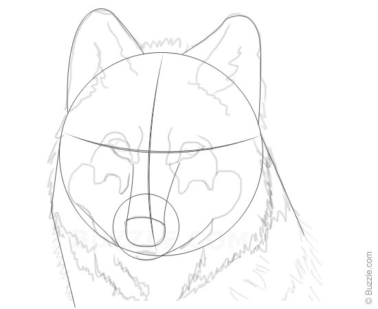 550x450 Step By Step Instructions For Beginners To Draw A Wolf - Face Sketch Step By Step