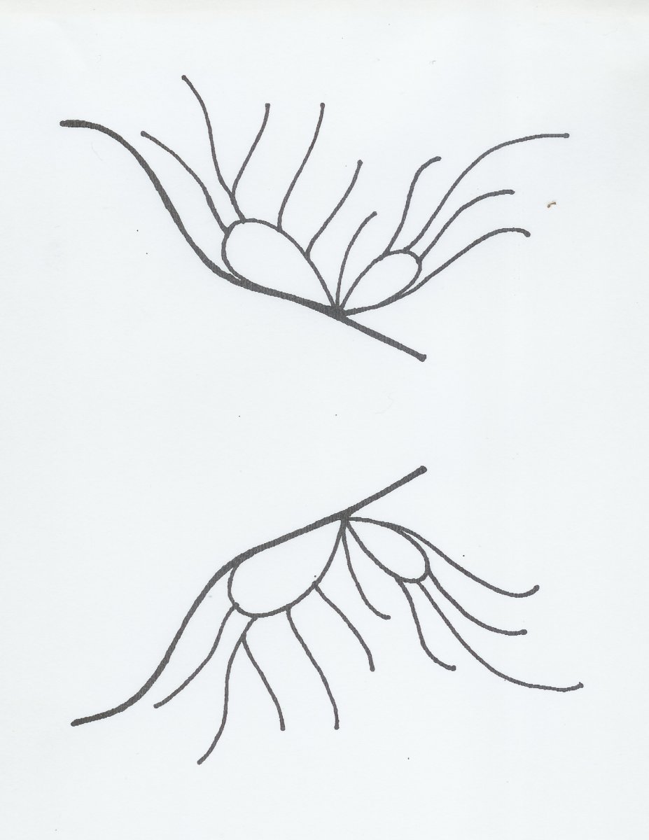 927x1200 How To Make Fantasy Film Fairy Wings, By Artisan Deb Wood - Fairy Wings Sketch