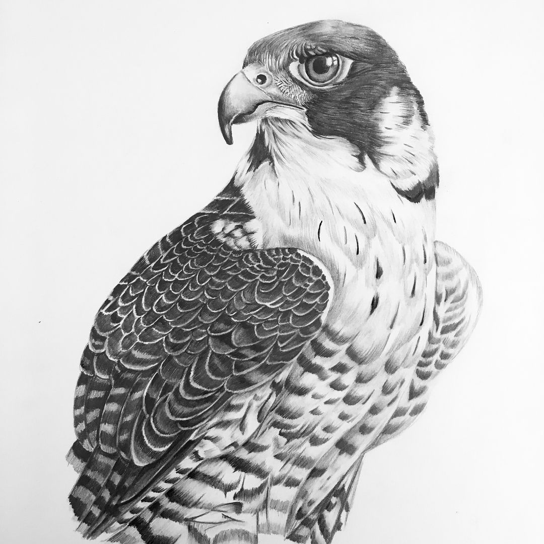 Falcon Sketch at Explore collection of Falcon Sketch