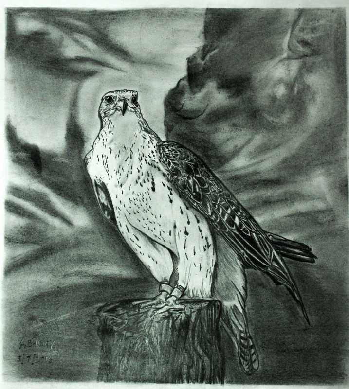 717x800 Home Accents Online Falcon Bird Sketch Artwork Artist Abhinav - Falcon Sketch