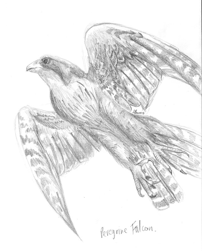 644x800 Peregrine Falcon Sketch By Ancient Secrets - Falcon Sketch