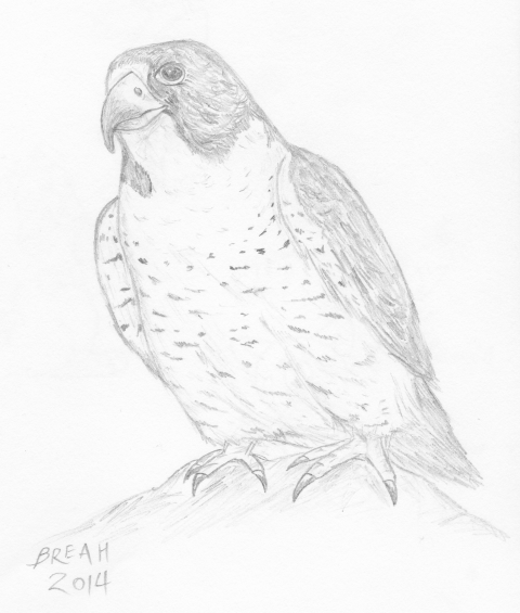 480x565 Peregrine Falcon Fast Flying Raptor Art By Breah - Falcon Sketch
