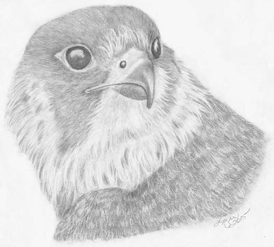400x360 Peregrine Falcon - Falcon Sketch