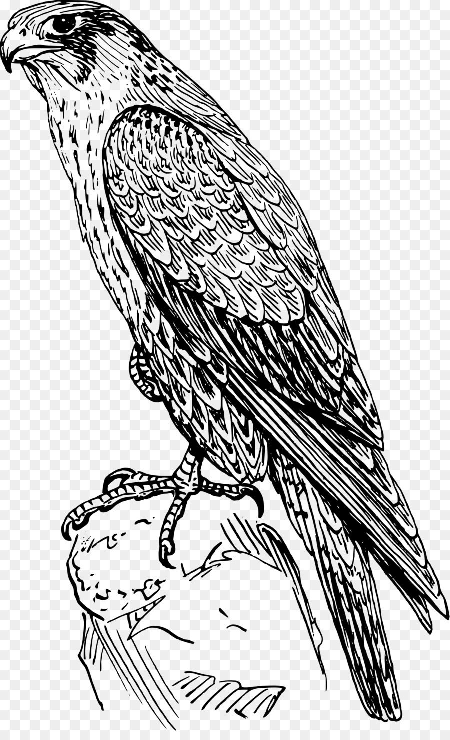900x1480 Peregrine Falcon Drawing Clip Art - Falcon Sketch