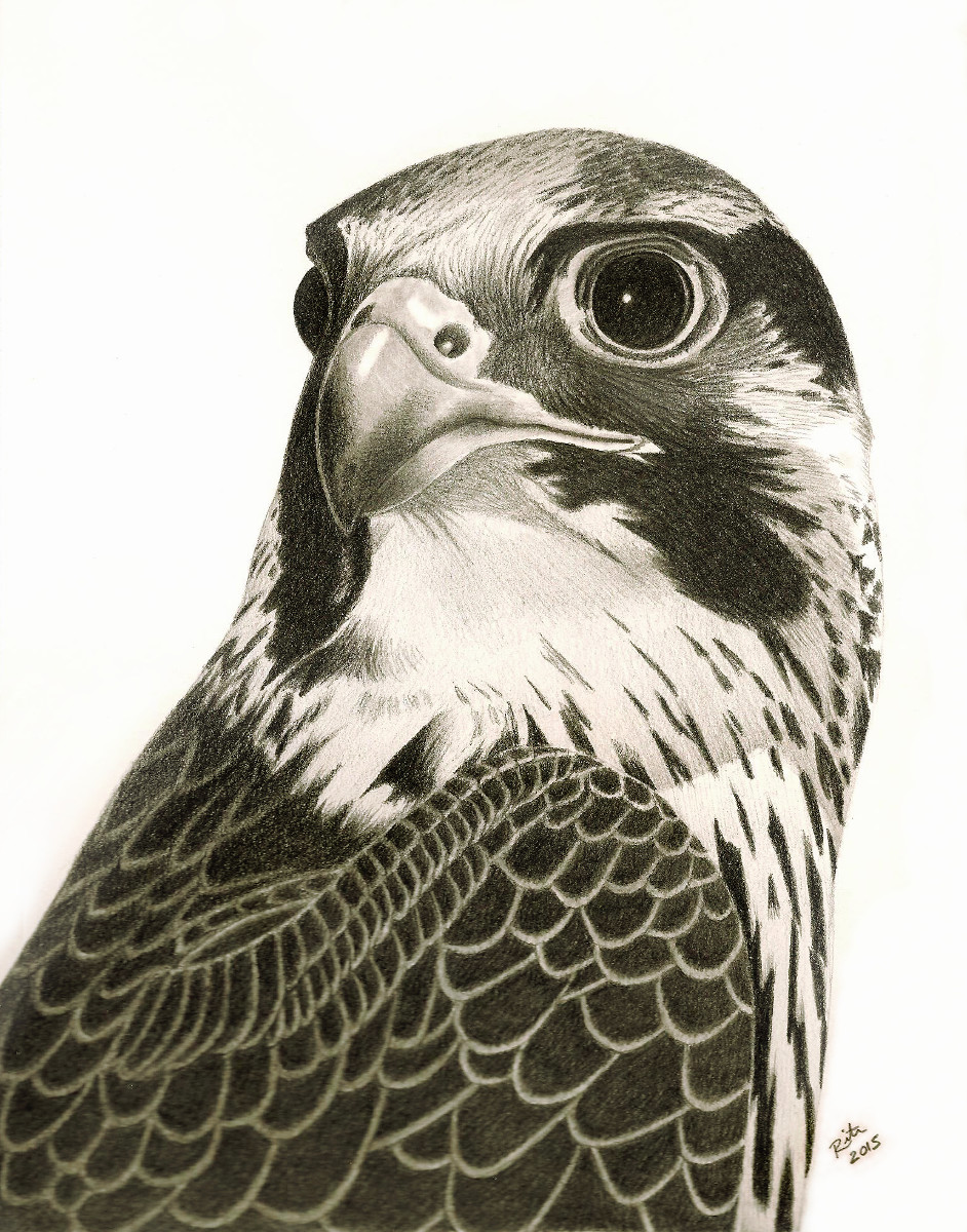 942x1200 Precious The Peregrine Falcon I Sketch Pets - Falcon Sketch