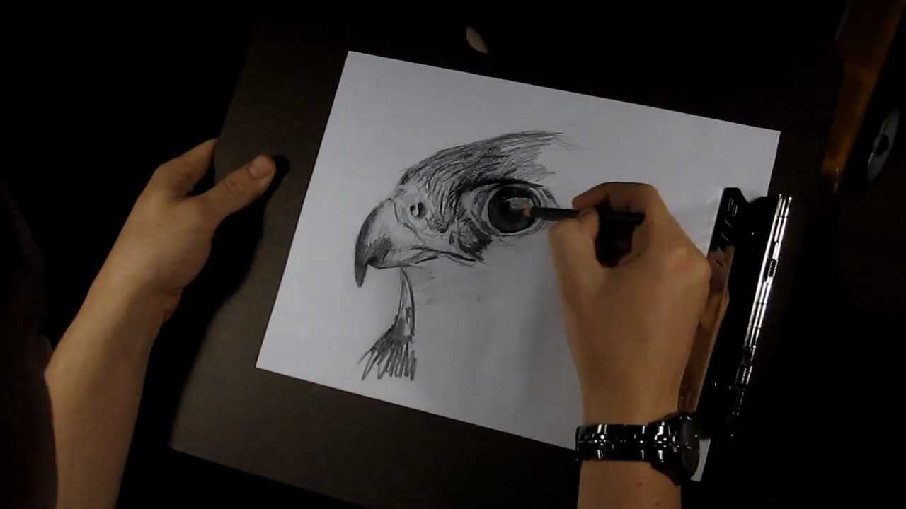 1280x720 Quick Sketch - Falcon Sketch