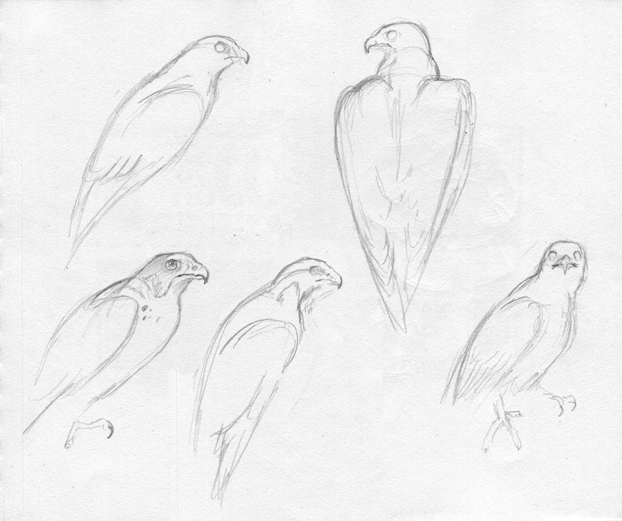 900x754 Athena - Falcon Sketch