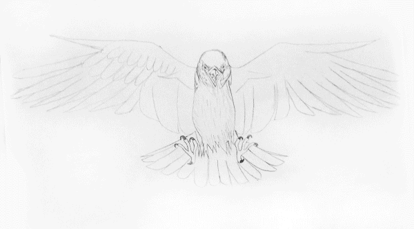600x332 Sketch Falcon On Behance - Falcon Sketch