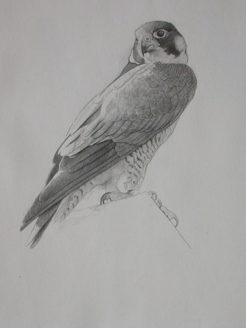 500x667 Sketching Peregrine Falcon Birds From Life - Falcon Sketch