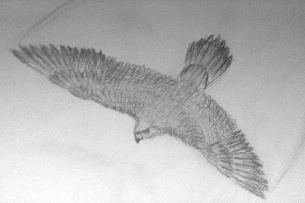 Falcon Sketch at PaintingValley.com | Explore collection of Falcon Sketch