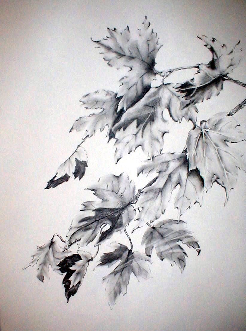 822x1107 Fall Leaves - Fall Leaves Sketch