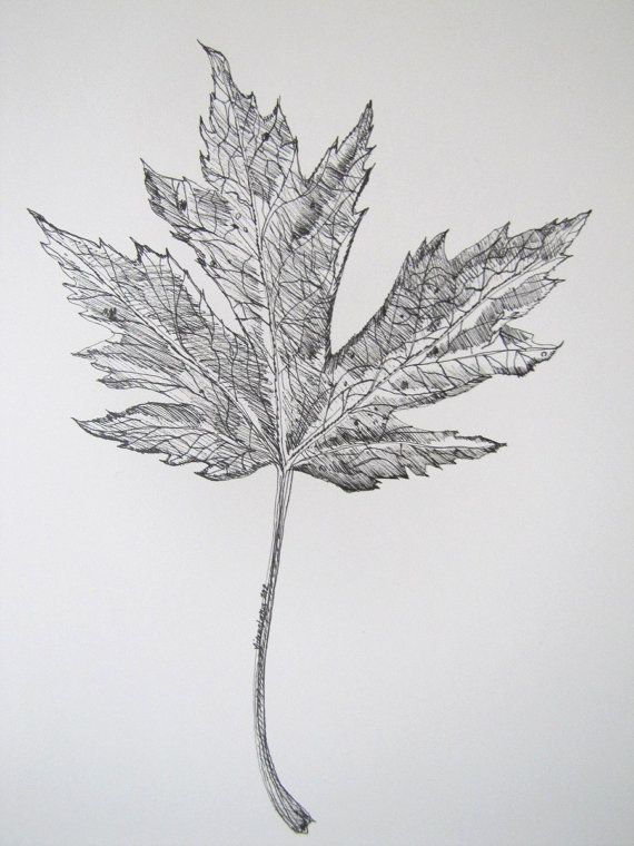 570x760 7x8 Leaf Autumn Ink Drawing Black And White By Myimaginationinink - Fall Leaves Sketch